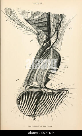 Der Anatomie, Physiologie, Morphologie und Entwicklung der Schlag fliegen (Calliphora erythrocephala) (VI) (9127761994) Stockfoto