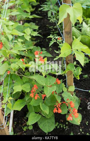 Gesunde junge Blüte Bohne Pflanzen, Phaseolus coccineus, in Garden Bed Stockfoto