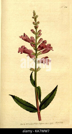 Platte 214 aus dem „Botanical Magazine, Or Flower Garden Displays“ zeigt eine botanische Illustration, die verschiedene Pflanzenarten dokumentiert und deren Zierpflanzen und Gartenbau hervorhebt. Stockfoto