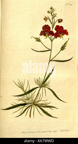 Die Botanical Magazine, oder, Blumengarten angezeigt (Platte 210) (8560625102) Stockfoto