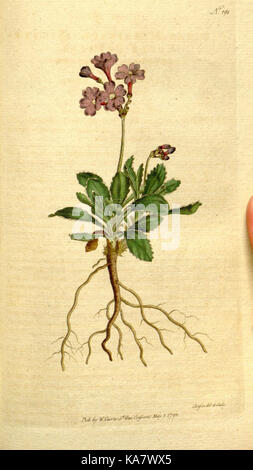 Die Botanical Magazine, oder, Blumengarten angezeigt (Platte 191) (8560612270) Stockfoto