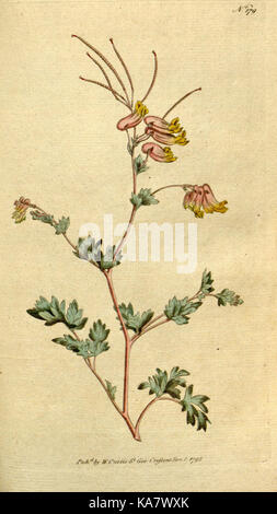 Diese Platte aus „The Botanical Magazine or Flower Garden Displays“ zeigt eine bestimmte Pflanzenart und trägt zum Studium und Verständnis der botanischen Vielfalt bei. Stockfoto