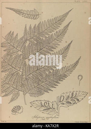 Eine Illustration aus den „Ferns of British India“, die verschiedene Farnarten aus Indien zeigt, die in der Peter H. Raven Library im Missouri Botanical Garden aufbewahrt werden. Stockfoto