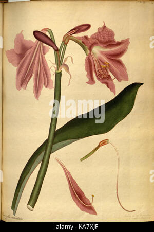Eine Illustration aus *The Botanist's Repository*, die neue und seltene Pflanzenarten darstellt, die frühe botanische Studien und Pflanzendokumentation im 18. Jahrhundert enthält und im Missouri Botanical Garden untergebracht ist. Stockfoto