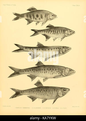 Die Fische von Indien (Platte CXLIX) (7070541853) Stockfoto