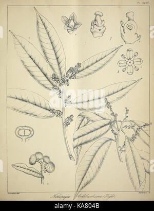 Die flora sylvatica für Südindien (PL. CLXIV) (6966823095) Stockfoto
