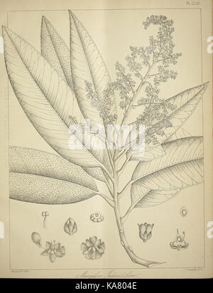Die flora sylvatica für Südindien (PL. CLXII) (6820702676) Stockfoto