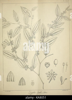 Die flora sylvatica für Südindien (PL. CXLIX) (6820698238) Stockfoto
