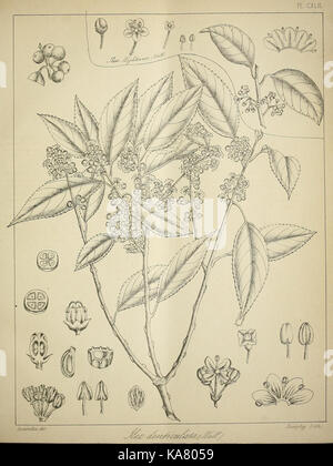 Die flora sylvatica für Südindien (PL. CXLII) (6820695972) Stockfoto