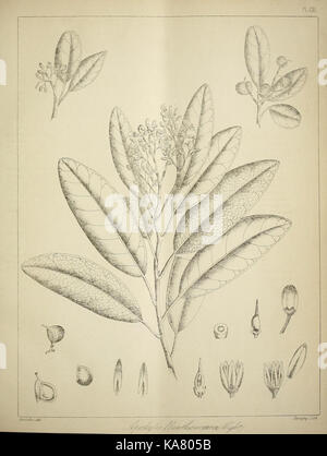Die flora sylvatica für Südindien (PL. CXL) (6820695288) Stockfoto