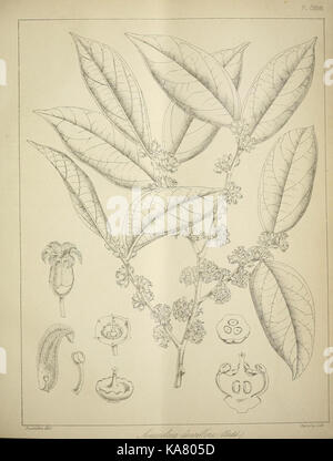 Die flora sylvatica für Südindien (PL. CXXXVIII) (6820694602) Stockfoto