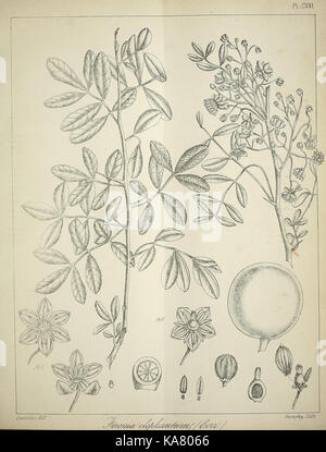Die flora sylvatica für Südindien (PL. CXXI) (6820688710) Stockfoto