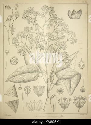 Die flora sylvatica für Südindien (PL. CIX) (6966804113) Stockfoto