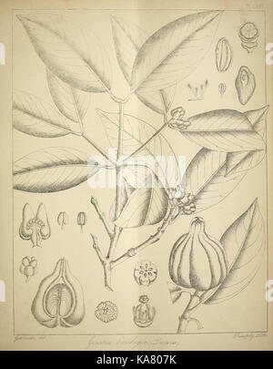 Die flora sylvatica für Südindien (PL. LXXXV) (6820676036) Stockfoto