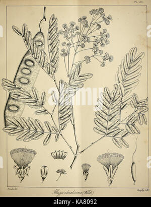 Die flora sylvatica für Südindien (PL. LIV) (6966783617) Stockfoto