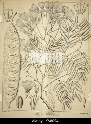 Die flora sylvatica für Südindien (PL. LIII) (6820663728) Stockfoto