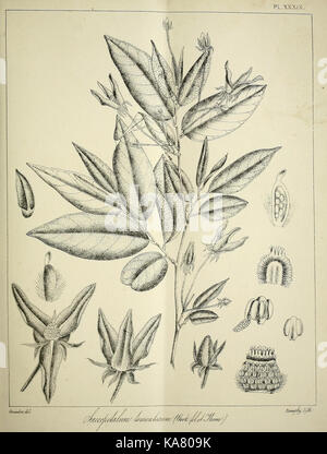 Die flora sylvatica für Südindien (PL. XXXIX) (6966778509) Stockfoto