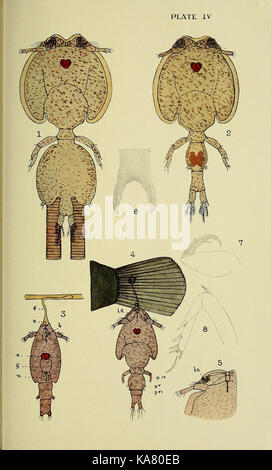 Die britische parasitäre Copepoda (Platte IV) (6818015200) Stockfoto