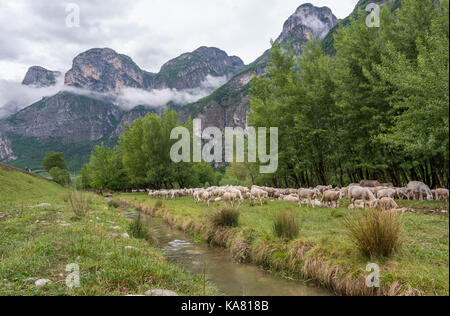 Schafweide auf einem Hügel im Frühling - Trentino Alto Adige - Südtirol - Norditalien Stockfoto