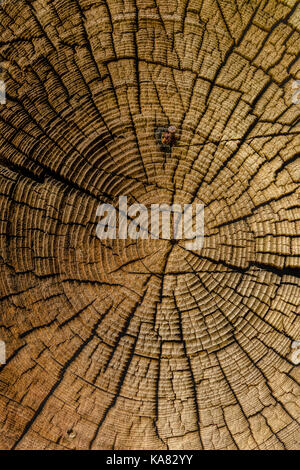 Baumringe eines alten Holz- Protokoll, Teil eines historischen Gehöft in der Norwegischen Folk Museum/Norsk folkemuseum, Oslo, Bygdøy, Norwegen. Stockfoto