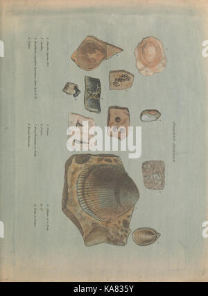 Strata identifiziert, die von der organisierten Fossilien BHL 48407023 Stockfoto