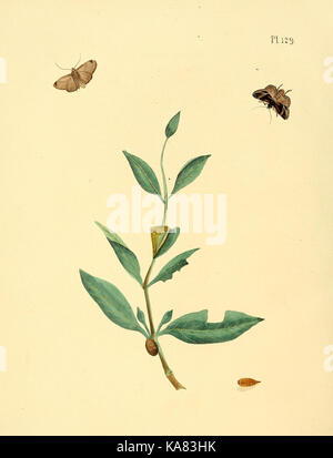 Eine Vintage-Illustration von surinamischen Schmetterlingen, dargestellt in einem alten botanischen Text. Das Bild zeigt detaillierte Darstellungen verschiedener Schmetterlingsarten, wobei der Schwerpunkt auf der genauen biologischen Darstellung liegt. Das Kunstwerk dient als historische Referenz auf in Suriname heimische Schmetterlingsarten, die ihre Merkmale in einem frühen wissenschaftlichen Kontext einfangen. Stockfoto