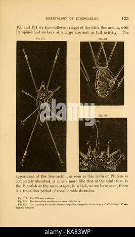 Seaside Studien in Natural History (Seite 133) BHL 11583321 Stockfoto