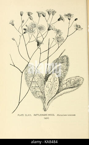 Diese Seite von „Southern Wild Flowers and Trees“ zeigt verschiedene Arten von Wildblumen und Bäumen, die im Süden der Vereinigten Staaten beheimatet sind, und hebt die Artenvielfalt in der Region hervor. Stockfoto