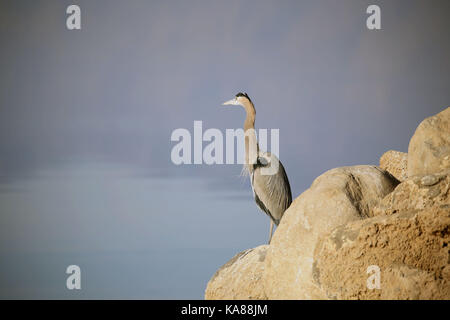 Bombay Beach, Kalifornien, USA. 10 Dez, 2016. Ein Reiher am Ufer des Salton Sea. Der Salton Sea ist ein flacher, Saline, endorheic rift See direkt auf der San Andreas Störung, vorwiegend in den südlichen Kalifornien Imperial und Coachella Täler. Der tiefste Punkt des Meeres ist 1,5 m (5 ft) höher als der niedrigste Punkt des Death Valley. Die jüngsten Zufluss von Wasser aus dem inzwischen stark kontrollierten Colorado River wurde versehentlich durch die Ingenieure der Kalifornien Development Company im Jahre 1905 erstellt. Die daraus resultierenden Abfluss die engineered Canal überwältigt, und der Fluss floss in Stockfoto