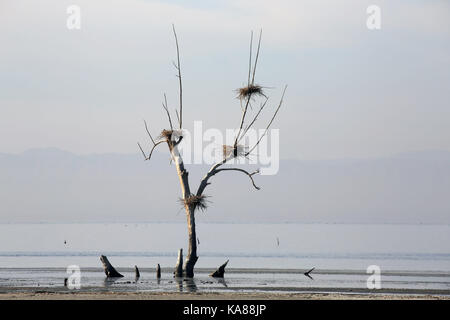 Bombay Beach, Kalifornien, USA. 10 Dez, 2016. Wattenmeer und tote Bäume mit Nestern am Ufer des Salton Sea. Der Salton Sea ist ein flacher, Saline, endorheic rift See direkt auf der San Andreas Störung, vorwiegend in den südlichen Kalifornien Imperial und Coachella Täler. Der tiefste Punkt des Meeres ist 1,5 m (5 ft) höher als der niedrigste Punkt des Death Valley. Die jüngsten Zufluss von Wasser aus dem inzwischen stark kontrollierten Colorado River wurde versehentlich durch die Ingenieure der Kalifornien Development Company im Jahre 1905 erstellt. Die daraus resultierenden Abfluss die engineered Canal überwältigt, Stockfoto