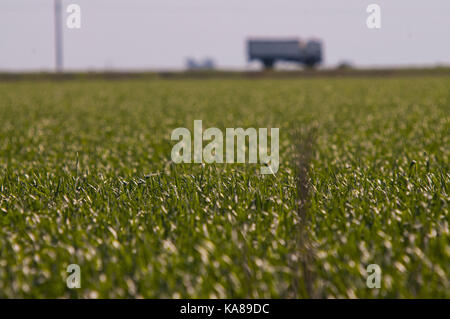 Buenos Aires, Buenos Aires, Argentinien. 23 Sep, 2017. Sorghum Felder in der Nähe von Firmat, Santa Fe, Argentinien. Credit: Patricio Murphy/ZUMA Draht/Alamy leben Nachrichten Stockfoto
