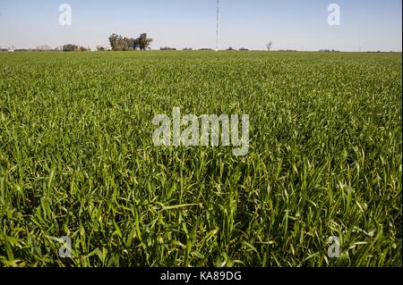 Buenos Aires, Buenos Aires, Argentinien. 23 Sep, 2017. Sorghum Felder in der Nähe von Firmat, Santa Fe, Argentinien. Credit: Patricio Murphy/ZUMA Draht/Alamy leben Nachrichten Stockfoto