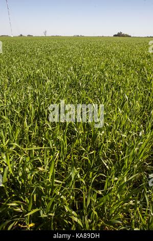 Buenos Aires, Buenos Aires, Argentinien. 23 Sep, 2017. Sorghum Felder in der Nähe von Firmat, Santa Fe, Argentinien. Credit: Patricio Murphy/ZUMA Draht/Alamy leben Nachrichten Stockfoto