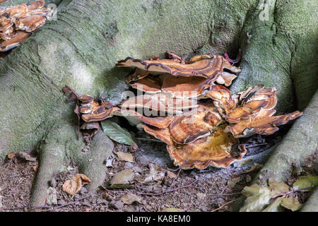 Riesige Polypore. Meripilus giganteus (Bjerkanderaceae) Stockfoto