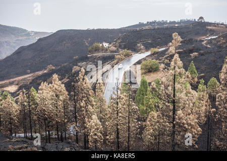 Gran Canaria, Kanarische Inseln, Spanien, 25. September, 2017. Bergstraßen 5 Tage nach großen Waldbrand über 2.800 Hektar Pinienwälder tobte wieder öffnen. Eine 60 Jahre alte Frau starb im Feuer, als sie versuchte, um Vieh in der Nähe der Berg klein halten. Hunderte von Menschen Hand von Bergdörfern, die evakuiert werden. Credit: ALAN DAWSON/Alamy leben Nachrichten Stockfoto