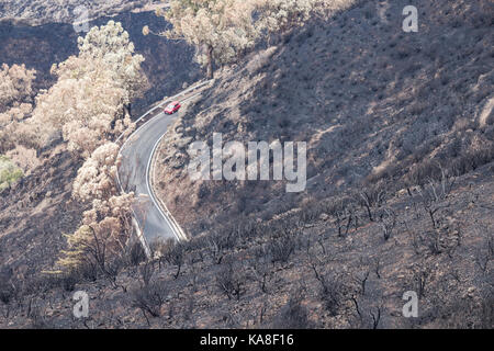 Gran Canaria, Kanarische Inseln, Spanien, 25. September, 2017. Bergstraßen 5 Tage nach großen Waldbrand über 2.800 Hektar Pinienwälder tobte wieder öffnen. Eine 60 Jahre alte Frau starb im Feuer, als sie versuchte, um Vieh in der Nähe der Berg klein halten. Hunderte von Menschen Hand von Bergdörfern, die evakuiert werden. Im Bild: Ein Auto fährt durch einen Brand verwüstet Berglandschaft. Credit: ALAN DAWSON/Alamy leben Nachrichten Stockfoto