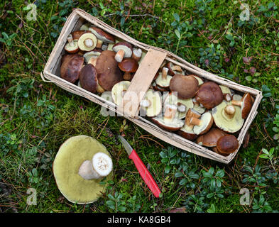 Ein Korb gefüllt mit Bay boletes Neben einem steinpilz murshroom kann in einem Wald in der Nähe von Biegen, Deutschland, 26. September 2017 gesehen werden. Die derzeitige Nass- und milden Witterung begünstigt das Wachstum von Pilzen in die Wälder. Foto: Patrick Pleul/dpa-Zentralbild/dpa Stockfoto