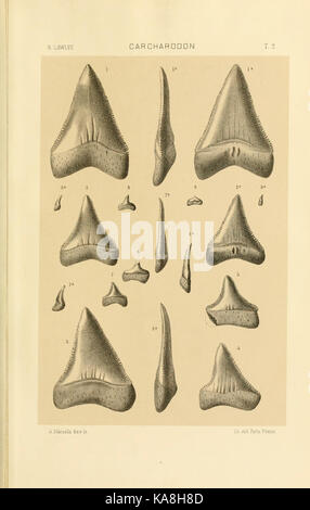 Studi comparativi sui Pesci fossili coi viventi dei generi Carcharodon, Oxyrhina e Galeocerdo (Platte 2) BHL 13812977 Stockfoto