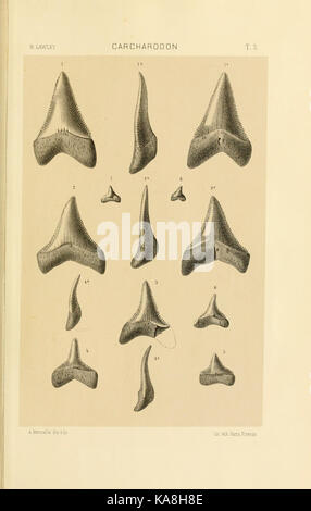 Studi comparativi sui Pesci fossili coi viventi dei generi Carcharodon, Oxyrhina e Galeocerdo (Platte 3) BHL 13812981 Stockfoto