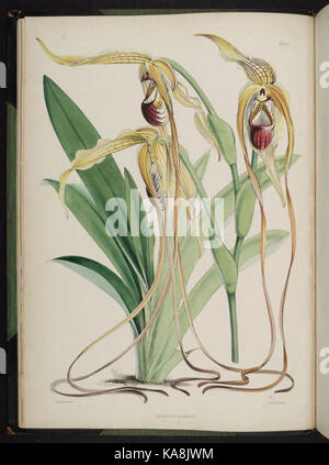 Knabenkrautgewächse auswählen. (Zweite Reihe) (Platte I) BHL 269588 Stockfoto