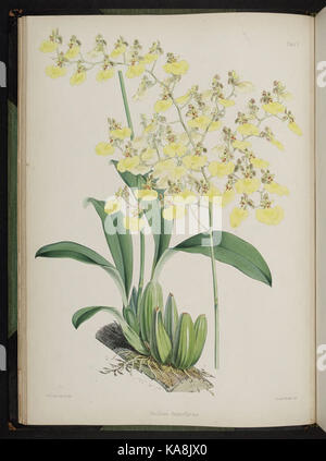 Knabenkrautgewächse auswählen. (Zweite Reihe) (Tafel V) BHL 269604 Stockfoto