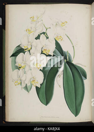 Knabenkrautgewächse auswählen. (Zweite Reihe) (Platte VII) BHL 269612 Stockfoto