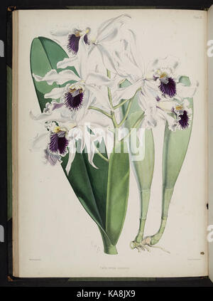 Knabenkrautgewächse auswählen. (Zweite Reihe) (Platte IX) BHL 269620 Stockfoto