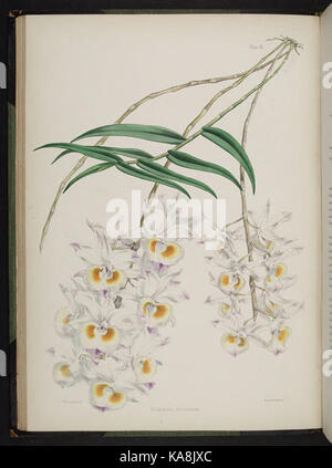 Knabenkrautgewächse auswählen. (Zweite Reihe) (Platte XI) BHL 269628 Stockfoto