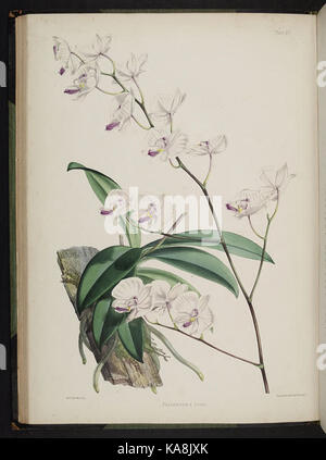 Eine botanische Illustration aus der zweiten Serie von „Select Orchideenpflanzen“ mit detaillierten Darstellungen verschiedener Orchideenarten, die die Vielfalt und Schönheit von Orchideen im Gartenbau betonen. Stockfoto