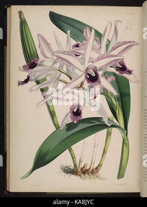 Knabenkrautgewächse auswählen. (Zweite Reihe) (Plate XXIX) BHL 269700 Stockfoto