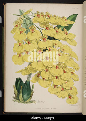 Knabenkrautgewächse auswählen. (Zweite Reihe) (Platte XXXI) BHL 269708 Stockfoto