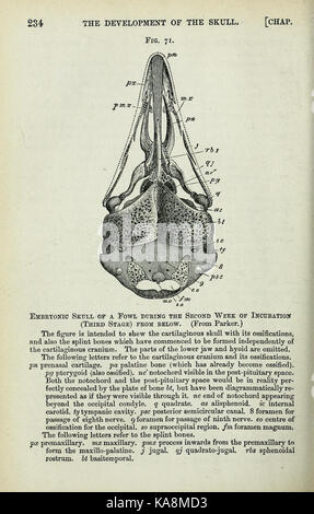 Seite 234 von „die Elemente der Embryologie“ behandelt wesentliche Themen der Embryologie, einem Zweig der Biologie, der sich auf die Entwicklung von Organismen von der Befruchtung bis zur Geburt konzentriert. Auf dieser Seite werden wichtige wissenschaftliche Konzepte auf diesem Gebiet behandelt. Stockfoto