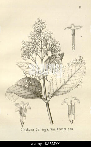 Die cinchona Barks (PL. II) BHL 6677292 Stockfoto