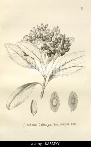 Die cinchona Barks (PL. III) BHL 6677293 Stockfoto